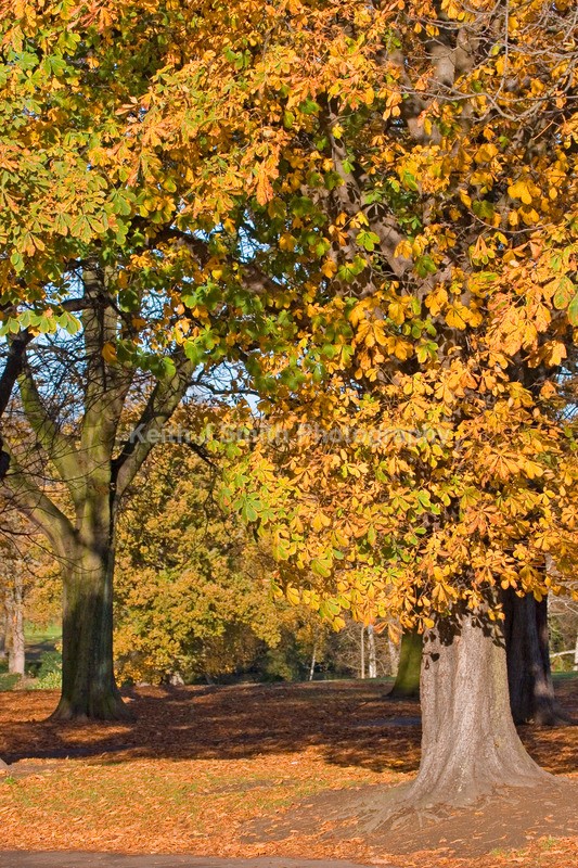 IMG_8935 - Trees in Abington Park