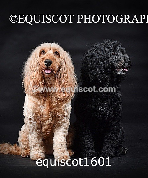 equiscot1601 - POPPY & EDDI