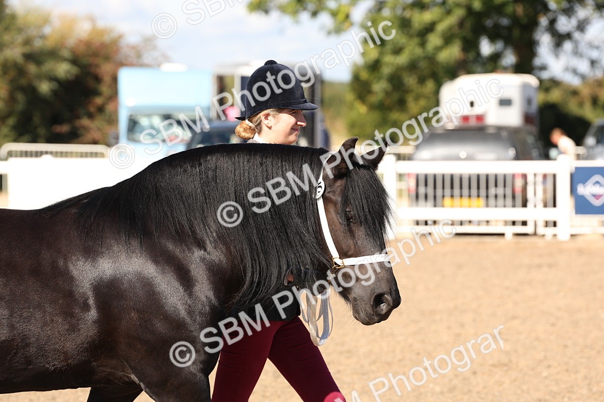 SBM_13859 - Class 205 - IH Show Pony - Show Hunter Pony