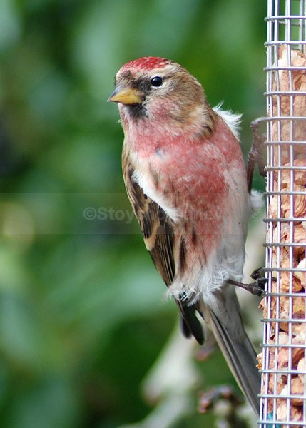 Redpoll - Wildlife