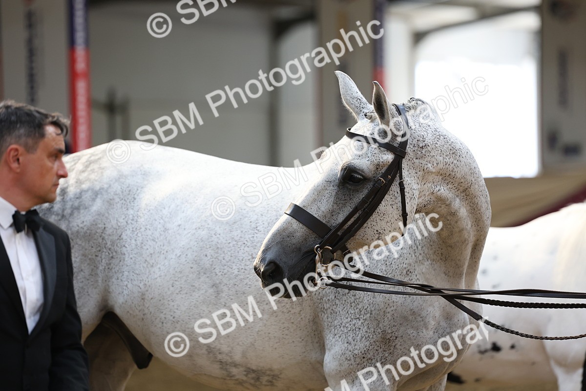 SBM_23387 - Class 903 - Supreme Final - IH Pre Vet