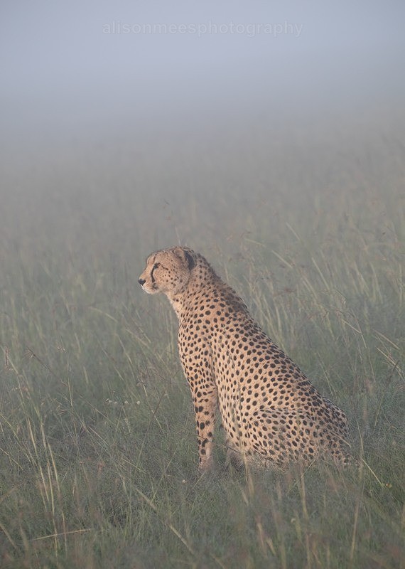  - Cheetah