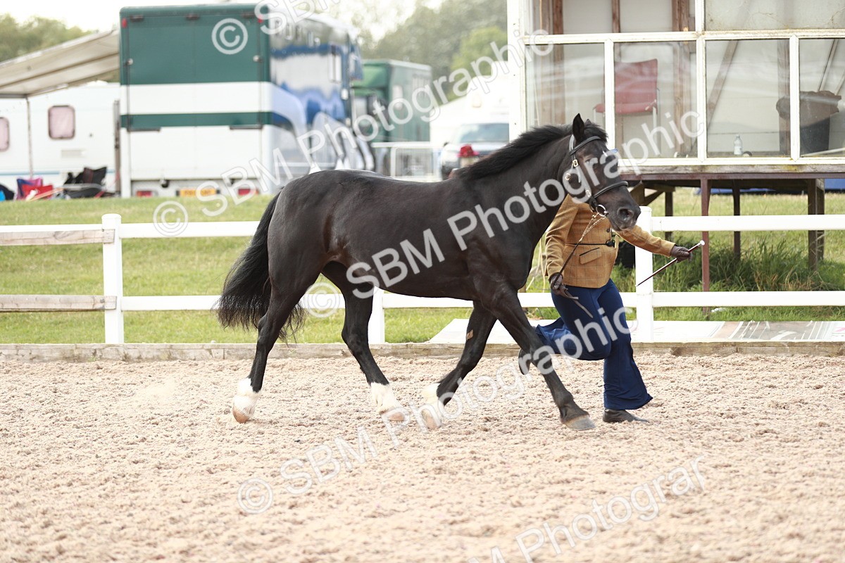 SBM_11770 - Class 206 IH Non Show Type Pony