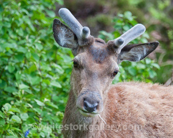 Wild Deer - Scottish Highlands