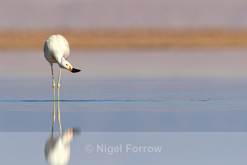 Andean Flamingo shaking head, Chile - Andean Flamingo