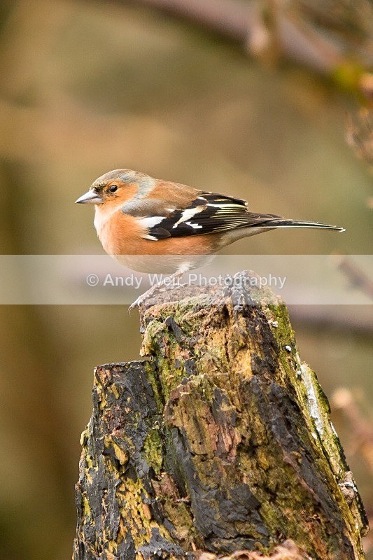20120218-_MG_8760 - Chaffinch
