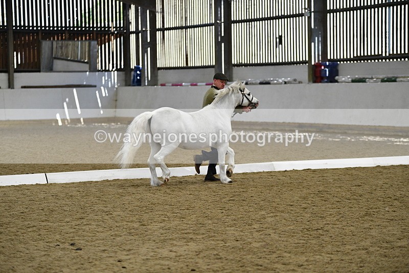 WJ5_5350 - Class 4 In hand M&M - small breeds