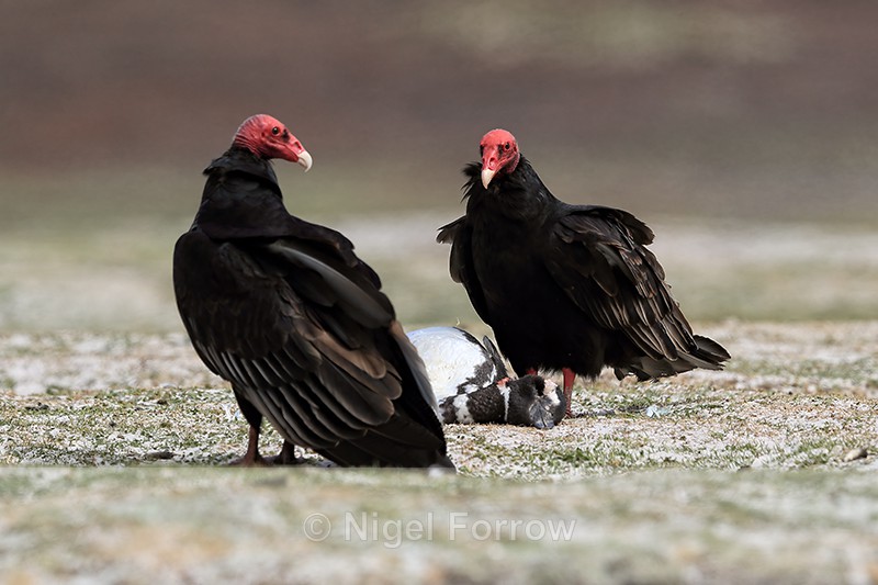 Turkey Vulture confrontation over penguin, Volunteer Point, Falklands