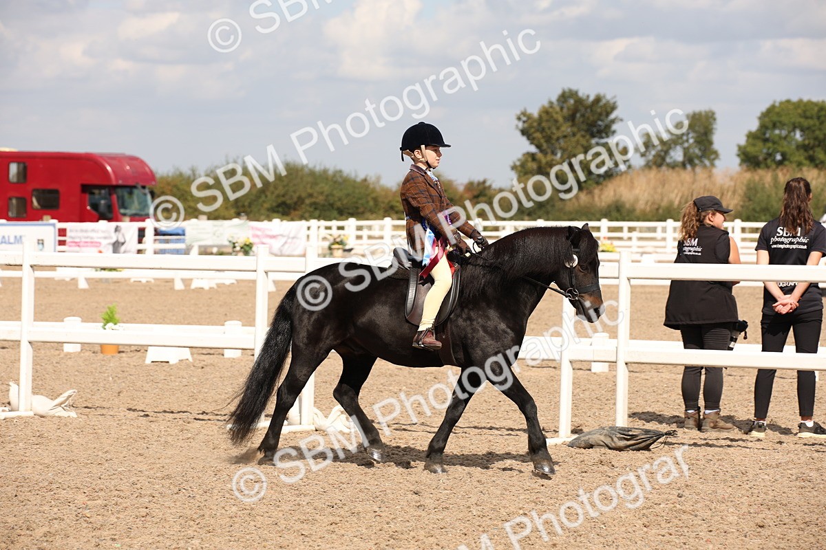 SBM_03465 - Class 18 Handsomest Gelding (IH or Ridden)
