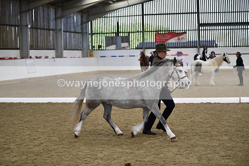 WJ5_5425 - Class 4 In hand M&M - small breeds