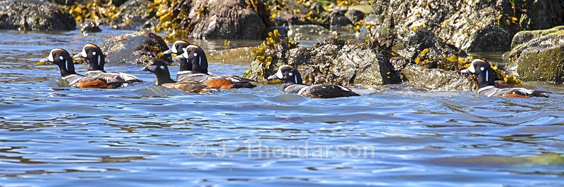  - Ducks
