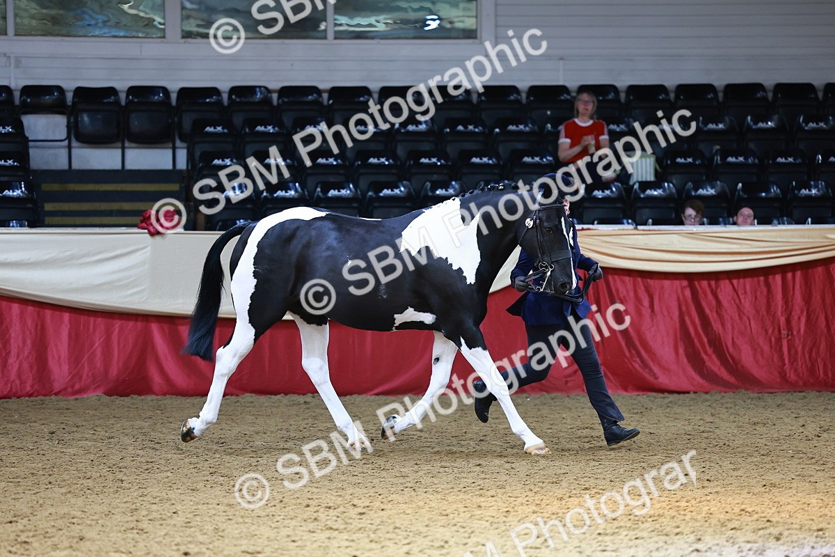 SBM_23265 - Class 903 - Supreme Final - IH Pre Vet