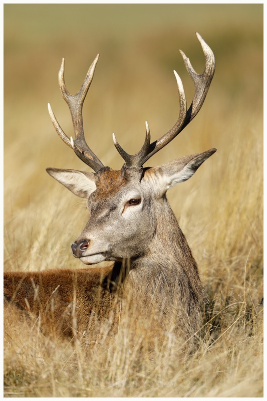 Red Deer Stag Portrait  - Latest Work