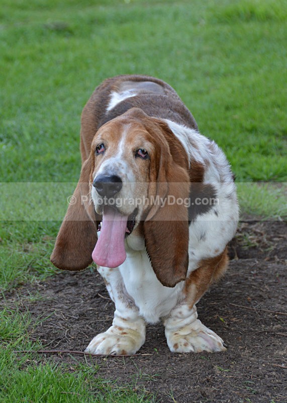  - Basset Hounds