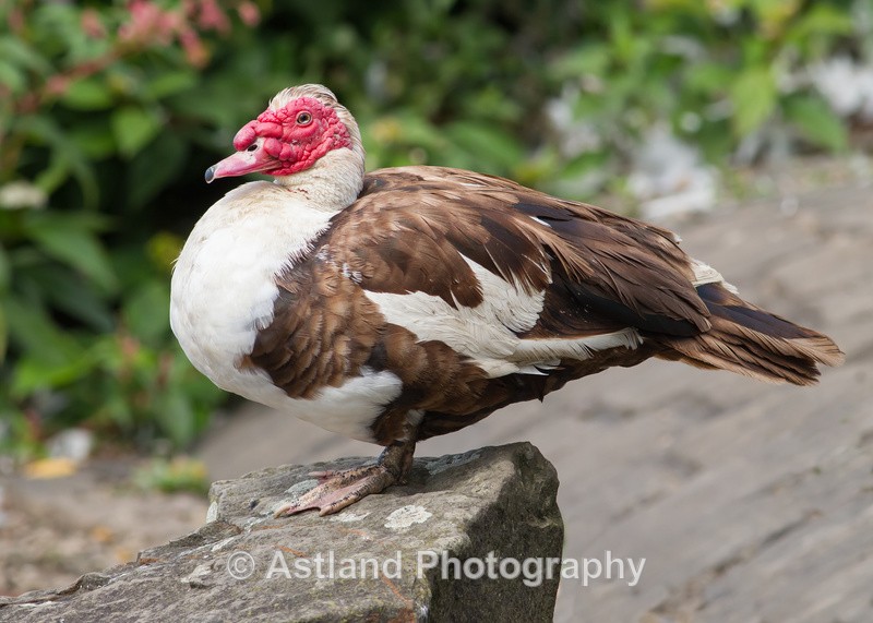 Astland Photography, Bird and Wildlife Images, Susan and Peter Wilson, U.K.