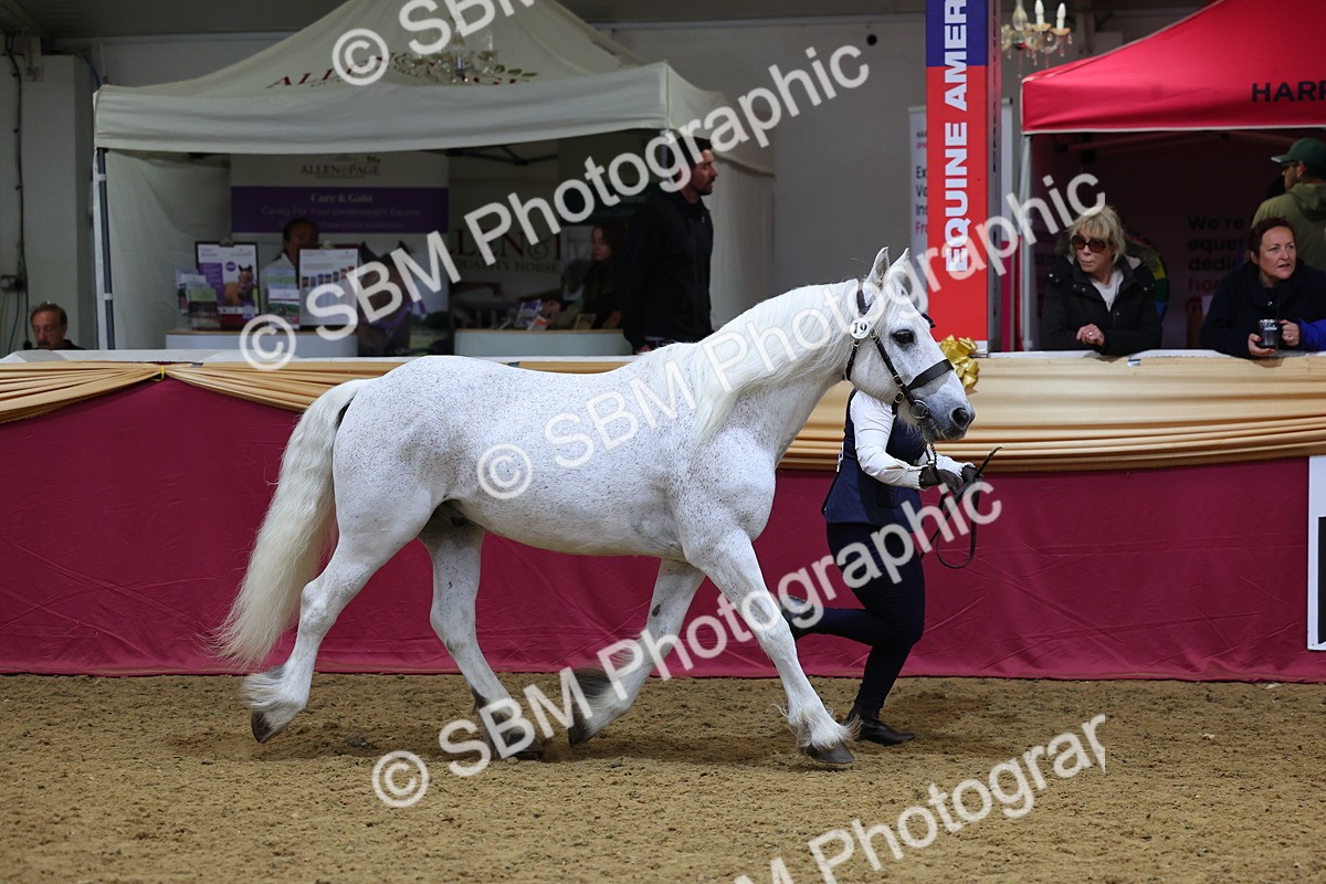 SBM_22776 - Class 903 - Supreme Final - IH Pre Vet