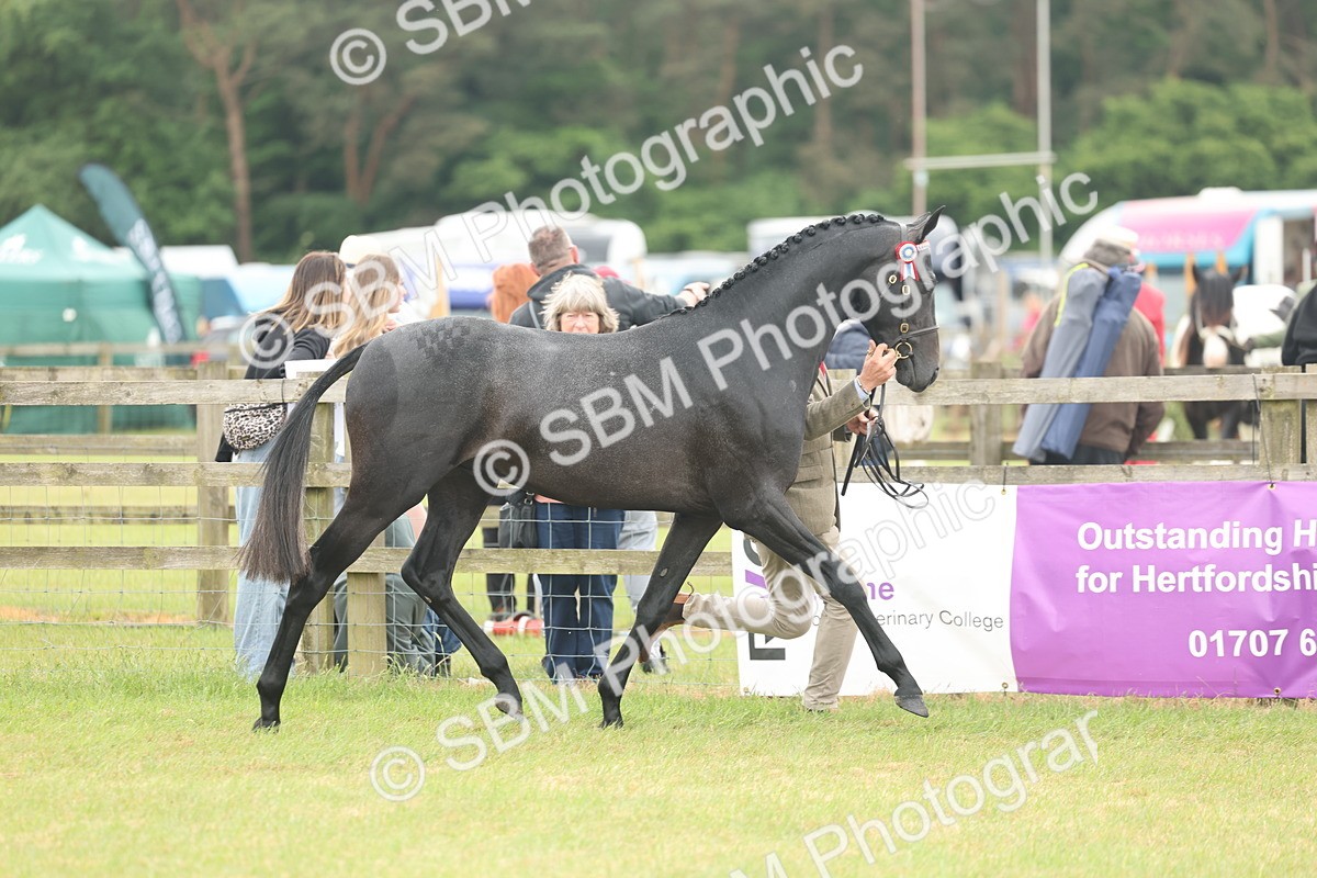 SBM_05467 - Class 68-73 - Riding Pony Breeding