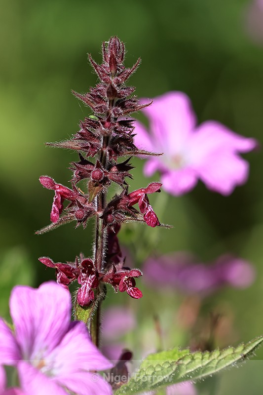 Hedge Woundwort flower spike, Oxfordshire, England - PLANTS