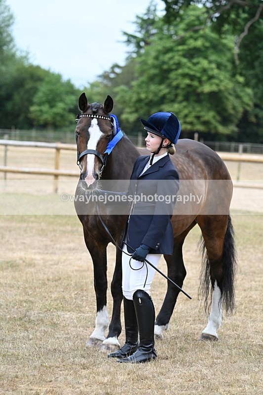 WJ7_0174 - Class 5a Most Handsome Gelding (above 14.2hh)