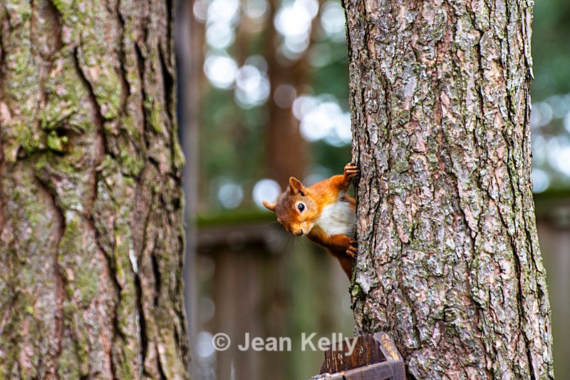Red Squirrel - DSC_7154 - Squirrels