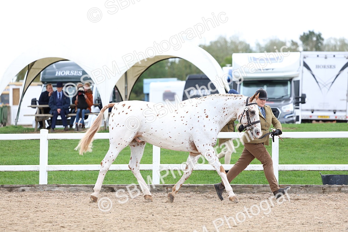 SBM_05051 - Class 27 - IH Competition Horse or Pony