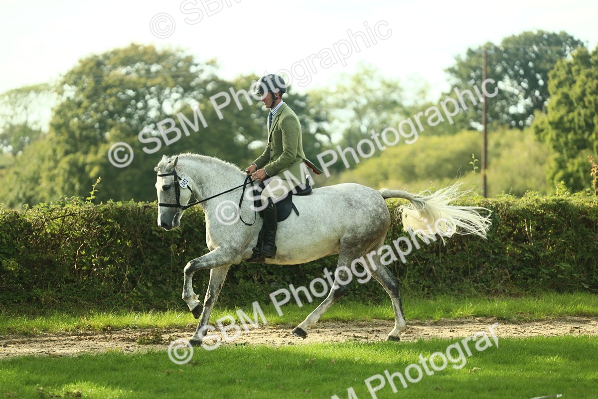 SBM_52120 - S33 - Working Hunter & Working Show Horse