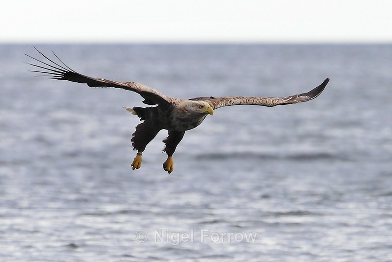 White-tailed Sea-eagle on a gliding approach to pick up fish bait - White-tailed Sea-Eagle