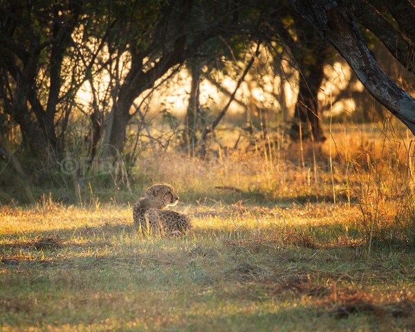 safari-136 - African Wildlife