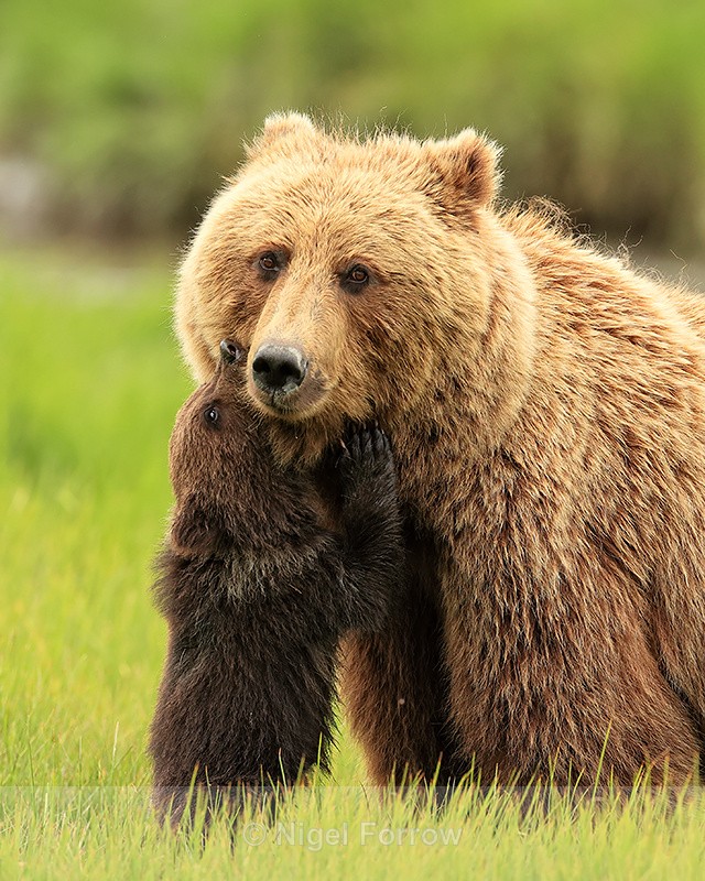 Brown Bear cub worrying mother to be fed, Silver Salmon Creek, Alaska - Brown Bear