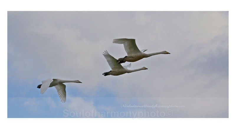 We Three Whoopers - Wildlife Wildlife