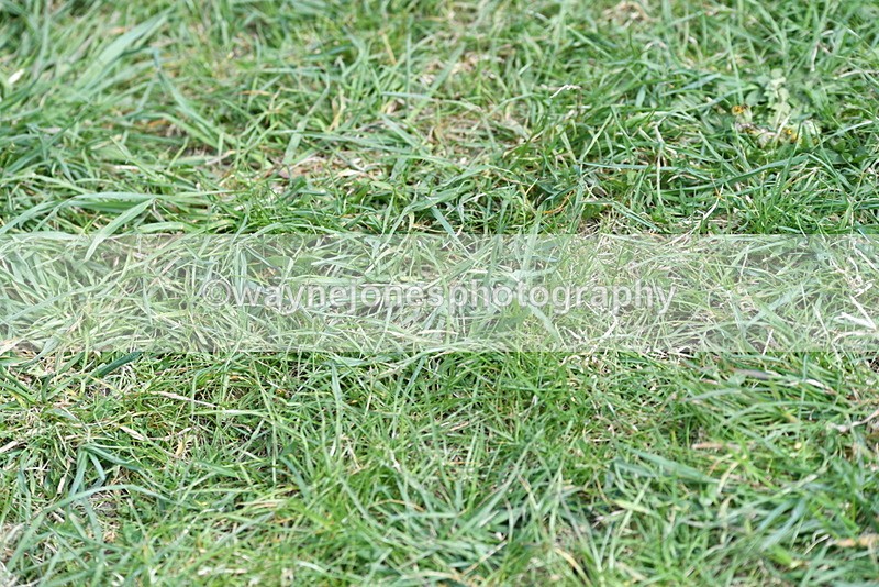 WJ5_0673 - Class 7 Best Terrier