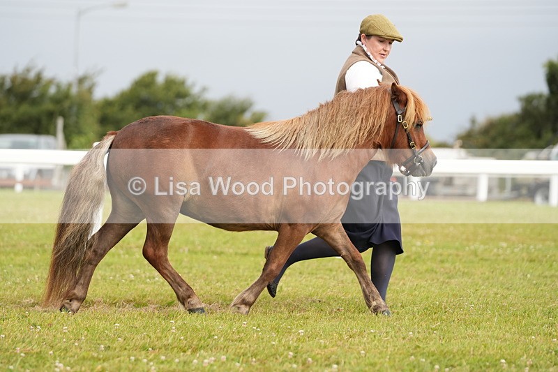 DSC04541 - Class 46: NPS Shetland Youngstock