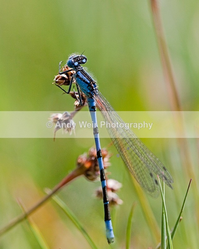 20100522-0043 - Dragonflies & Damselflies