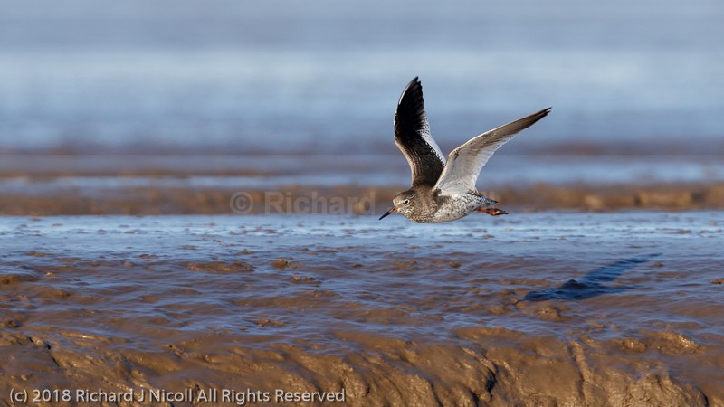 Redshank (Tringa totanus) - Redshank (Tringa totanus)