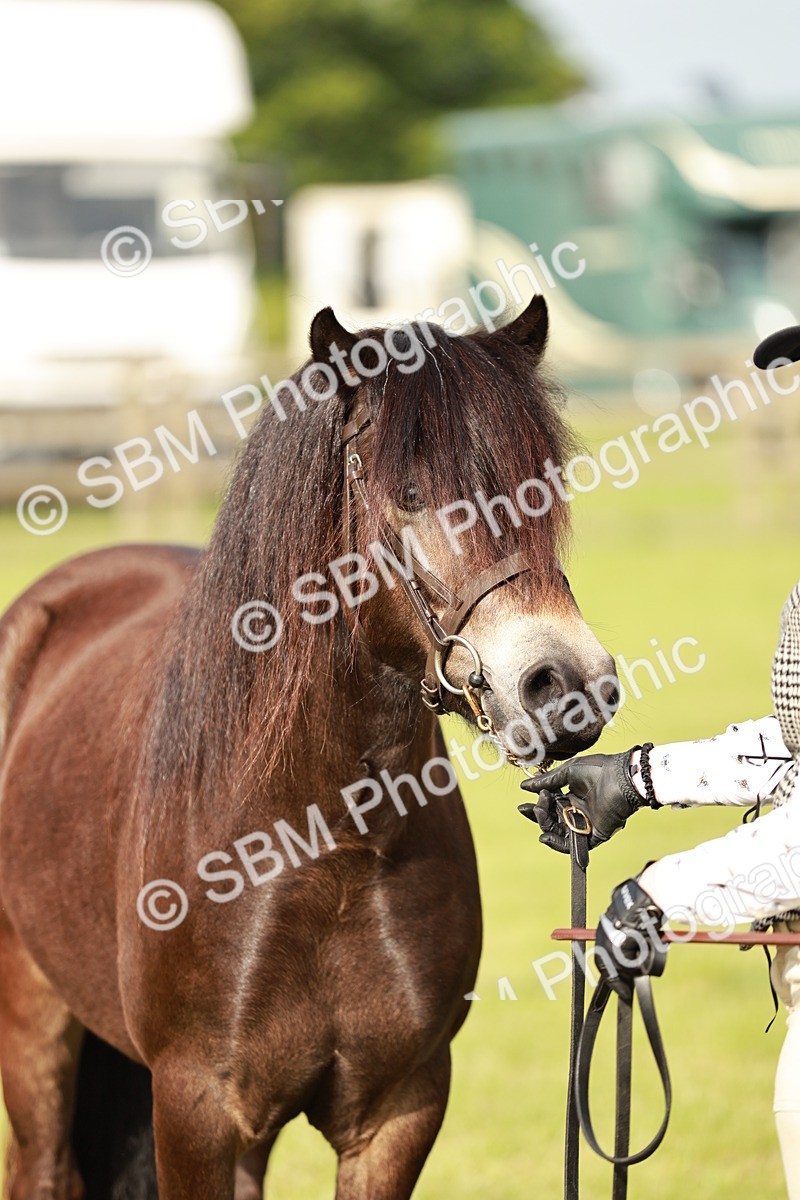 SBM_00395 - Class 14-23 - Mountain & Moorland In Hand Non Welsh