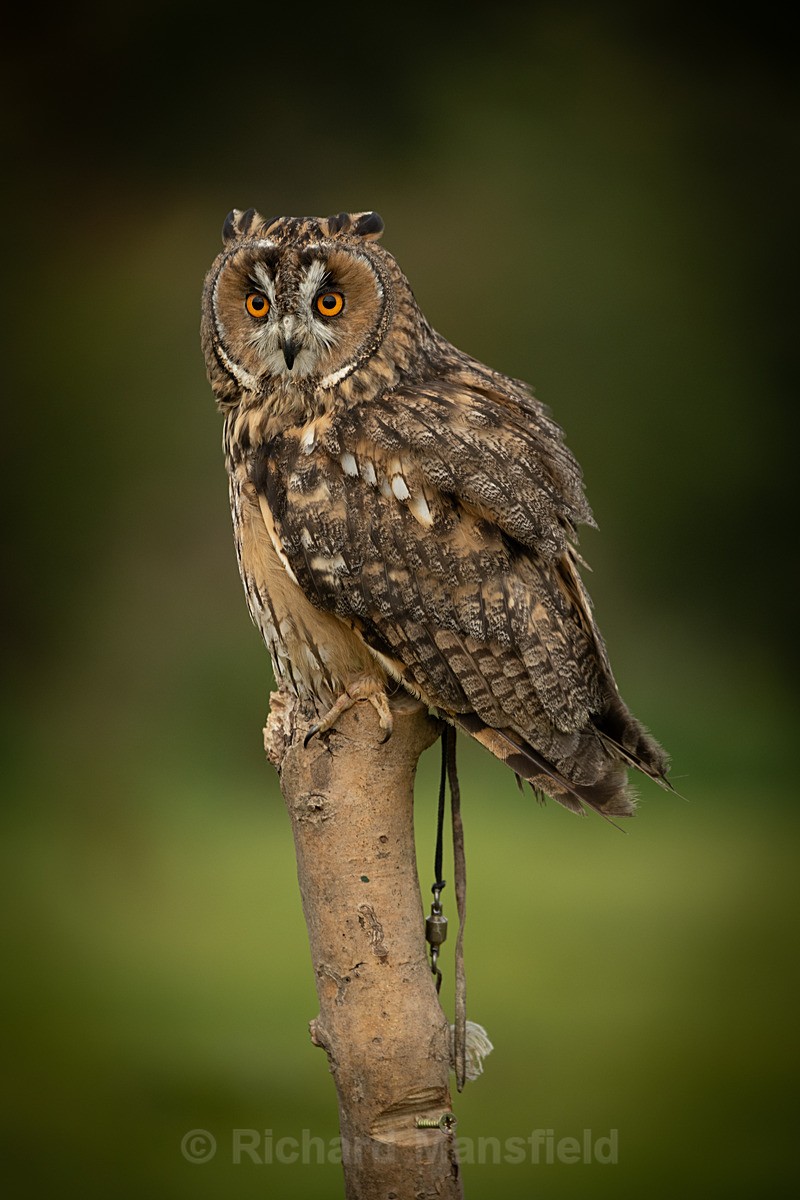  - West of England Falconry