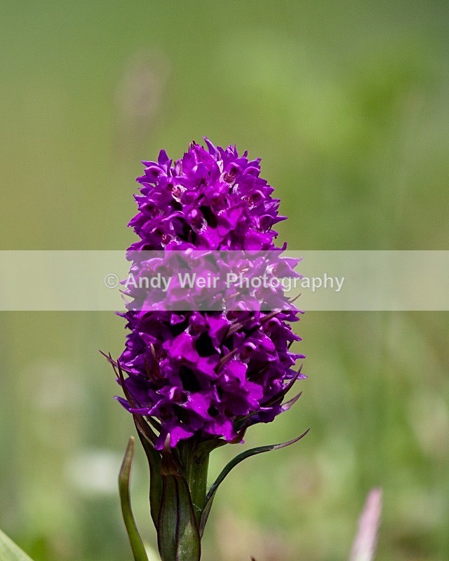 20100612-2010 06 12_Rixton_0466 - Plants & Flowers
