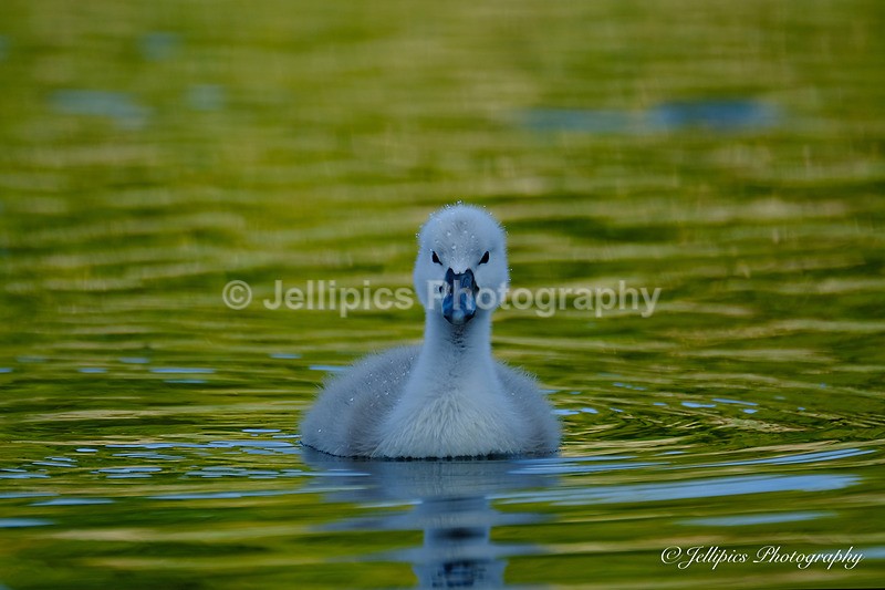  - Wildlife and Nature