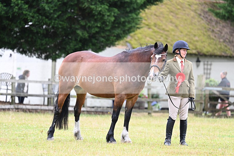 WJ7_6379 - Class 4a Prettiest Mare over 14hh