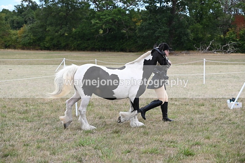 WJ6_5231 - Class 18 In-hand Coloured