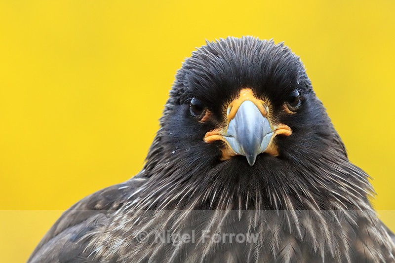 Striated Caracara head close front view, Carcass Island, Falklands - Striated Caracara