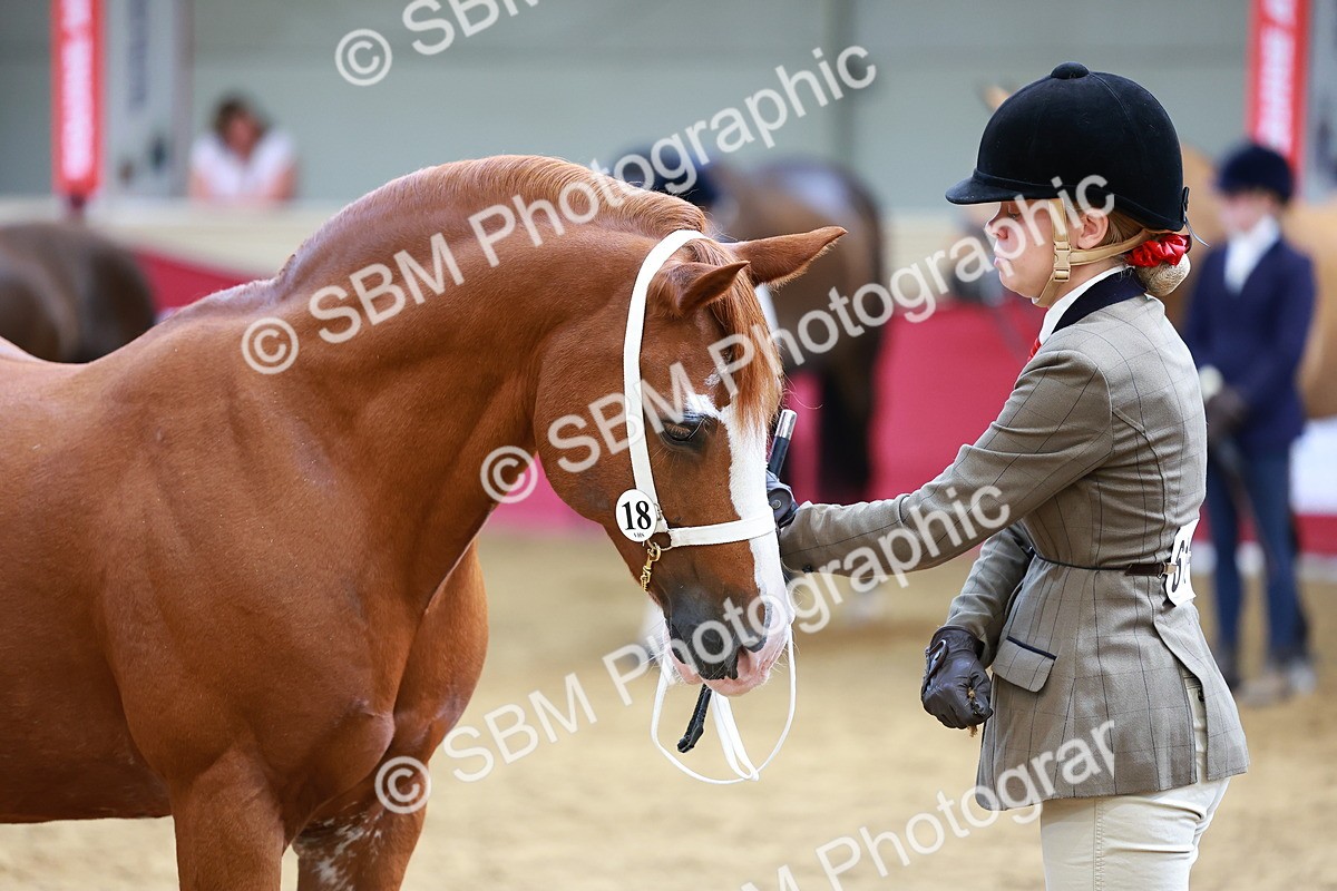 SBM_18690 - Class 903 - Sup Final - IH Pre Vet
