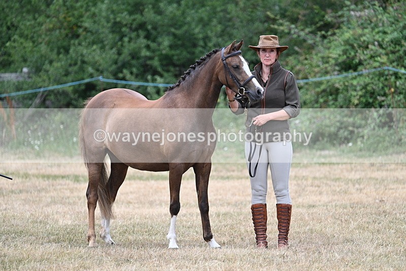 WJ7_1481 - Class 4 Prettiest Mare up to 14.2hh in hand