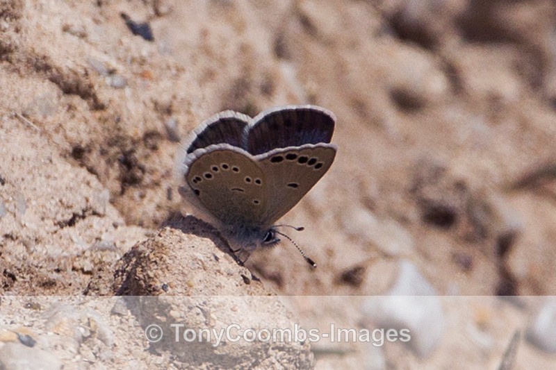 Green Underside Blue - Turkey