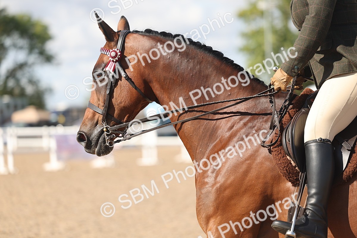 SBM_13180 - Class 306 - Ridden Foreign Breds - Part Bred