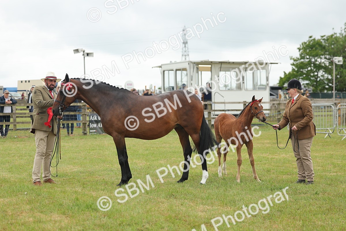 SBM_05568 - Class 68-73 - Riding Pony Breeding