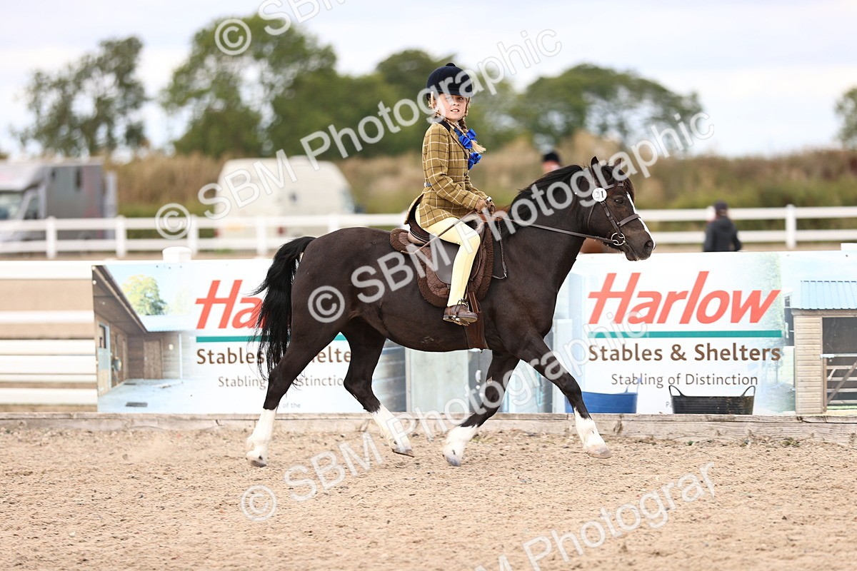 SBM_15942 - Class 416 - Prettiest Mare (IH or Ridden) Jnr