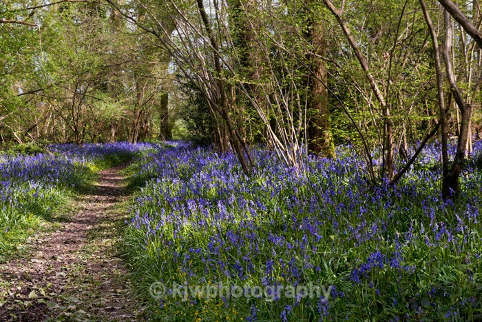 Bluebell copse - Gallery 1