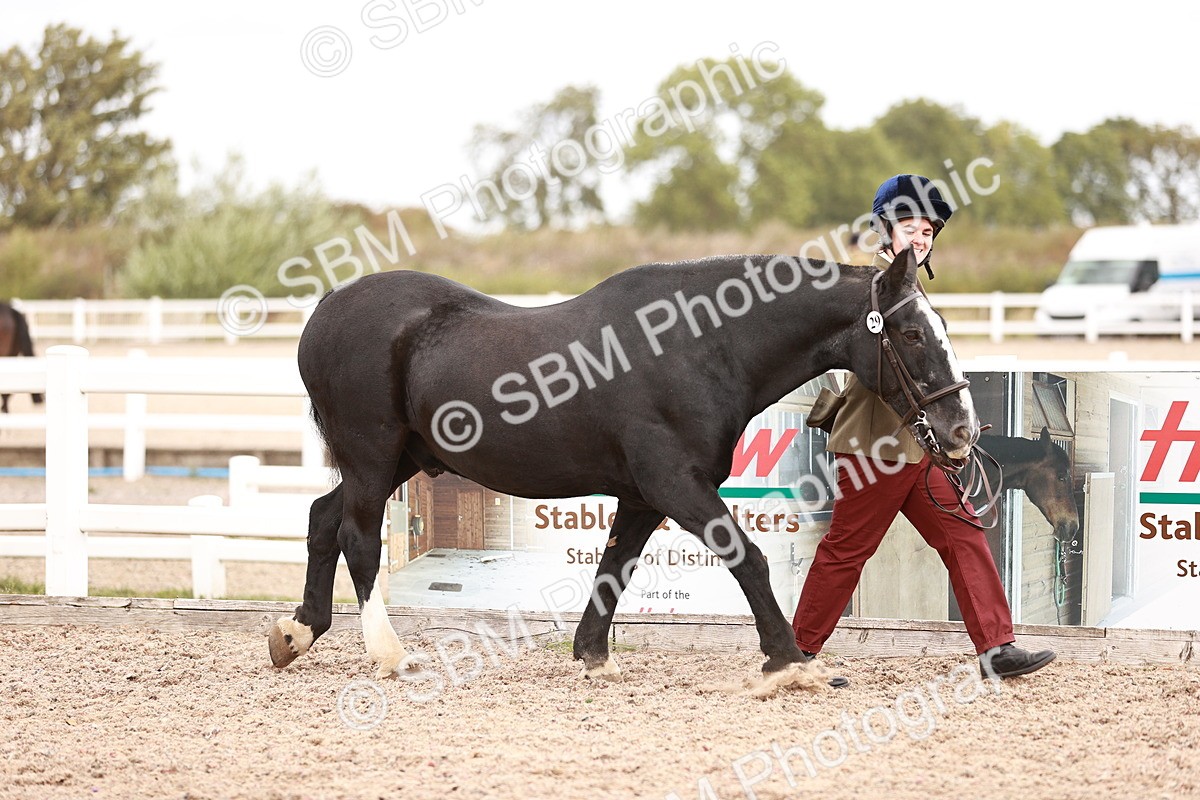 SBM_16181 - Class412 - Handsome Gelding (IH  or Ridden) Adult