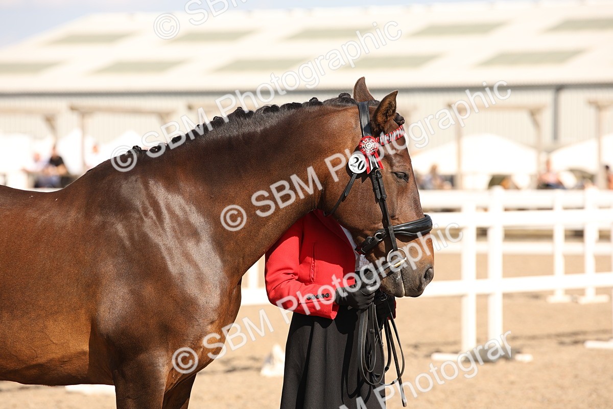SBM_07405 - Class 26 IH Foreign Breeds -Part bred